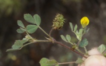 Medicago truncatula