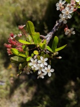 Pyracantha angustifolia