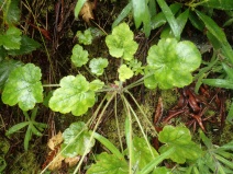 Heuchera pilosissima