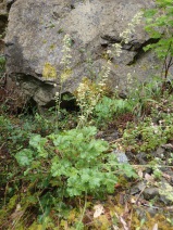 Heuchera pilosissima