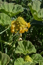 Proboscidea lutea