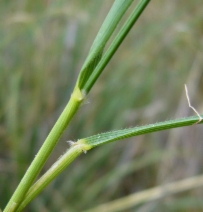 Stipa pulchra