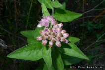 Pluchea odorata var. odorata