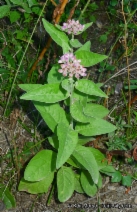 Pluchea odorata var. odorata