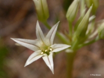Allium bolanderi var. mirabile