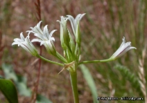 Allium bolanderi var. mirabile