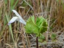 Acanthomintha ilicifolia