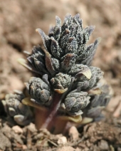 Aphyllon tuberosum