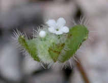 Plagiobothrys uncinatus