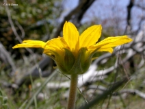 Balsamorhiza sericea