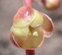 Pyrola picta