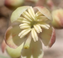Pyrola picta