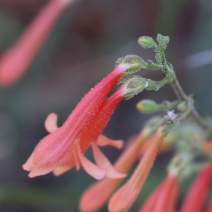 Penstemon rostriflorus