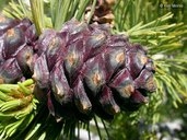 Pinus albicaulis