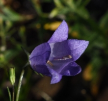 Campanula rotundifolia