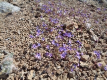 Gilia tenuiflora ssp. docmilleri
