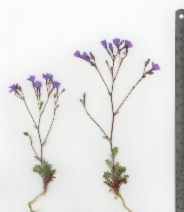 Gilia tenuiflora ssp. docmilleri