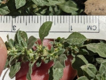 Amaranthus blitoides