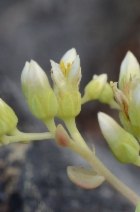 Sedum laxum ssp. laxum