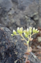 Sedum laxum ssp. laxum