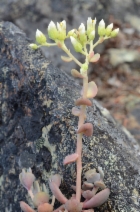 Sedum laxum ssp. laxum