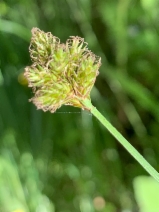 Carex subbracteata