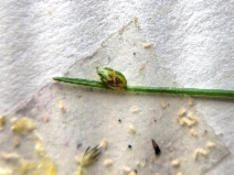 Isolepis cernua