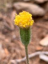 Arnica spathulata
