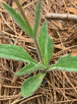 Arnica spathulata