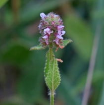 Stachys pycnantha