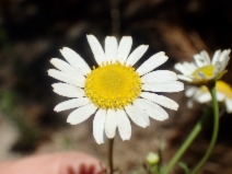 Anthemis cotula