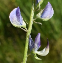 Lupinus polyphyllus var. burkei