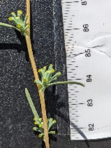 Calycadenia truncata