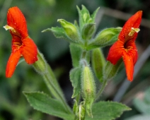 Erythranthe cardinalis
