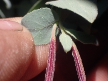 Epilobium siskiyouense