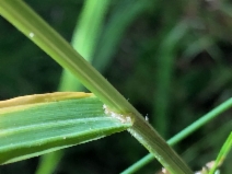 Bromus vulgaris