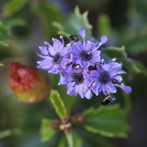 Ceanothus jepsonii