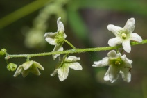 Marah fabacea