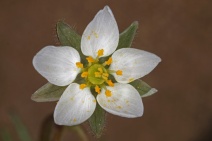 Spergula arvensis