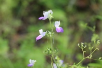 Collinsia multicolor