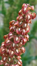 Rumex crispus