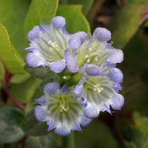 Gentiana affinis var. ovata