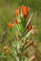 Castilleja minor ssp. spiralis
