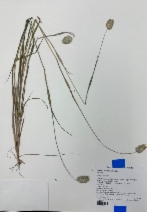 Phalaris brachystachys