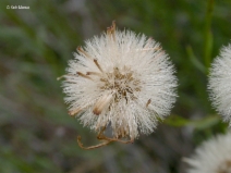 Erigeron foliosus var. confinis