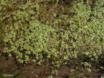 Callitriche heterophylla var. bolanderi