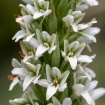 Piperia elegans