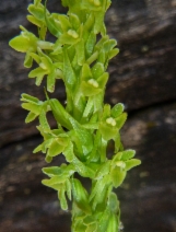 Piperia michaelii