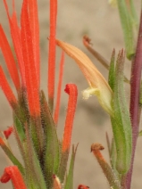 Castilleja minor ssp. spiralis