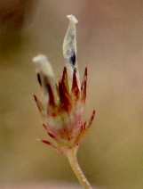 Trifolium variegatum var. geminiflorum